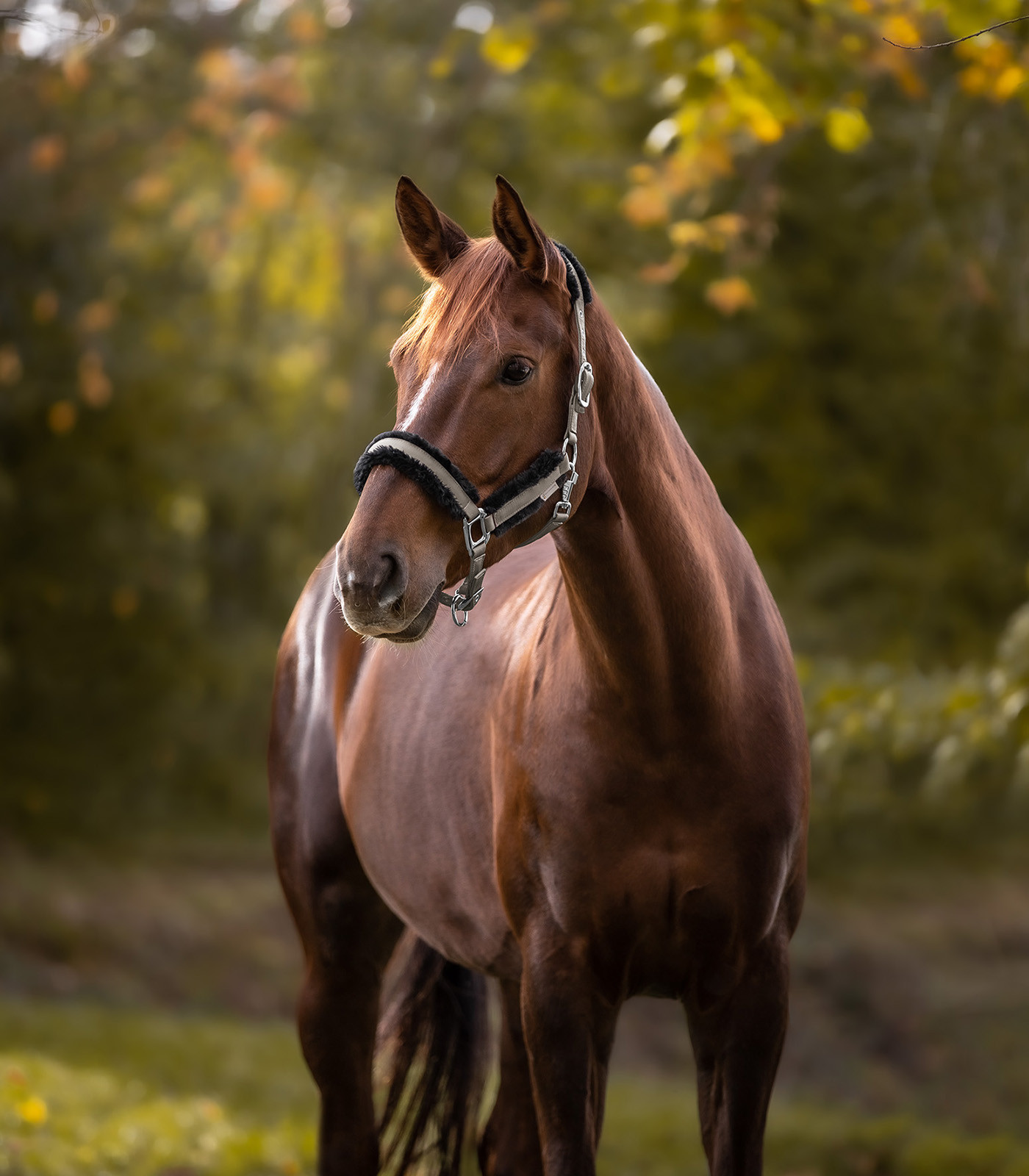 Licol cheval Pegasus Waldhausen - Equestra