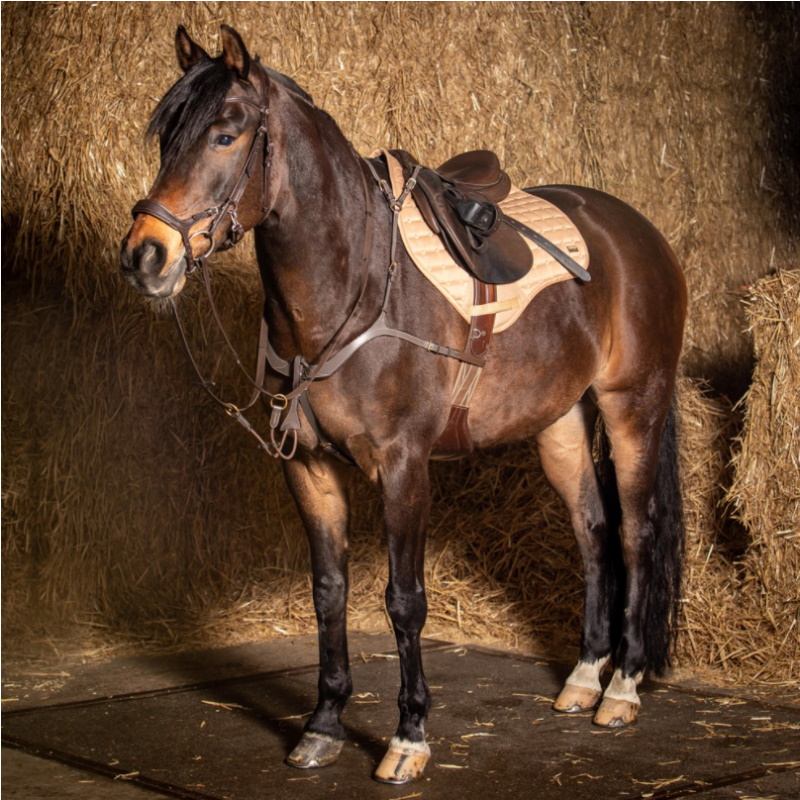 Collier de chasse deluxe Harry's Horse