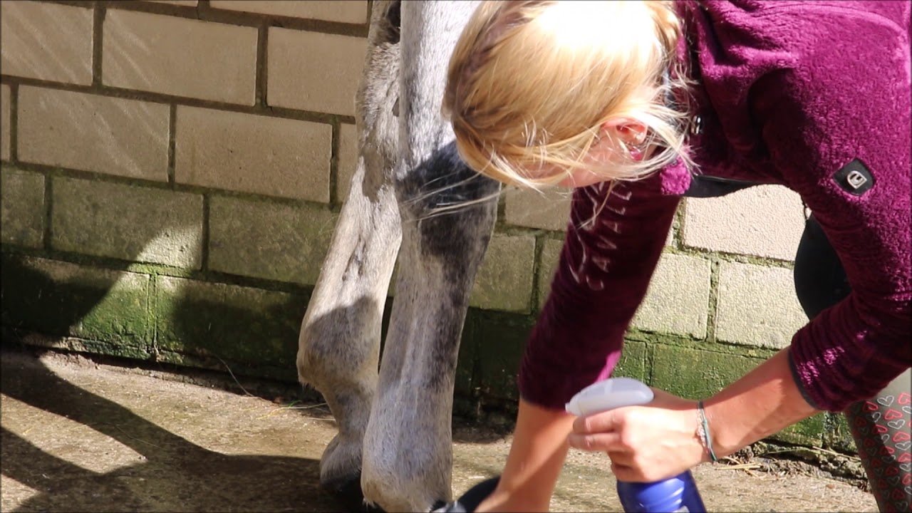 shampoing spray cheval Equimousse Stassek - Equestra