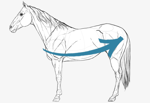 Comment Mesurer Mon Cheval ? Guide Tableau de Tailles Couverture Horseware