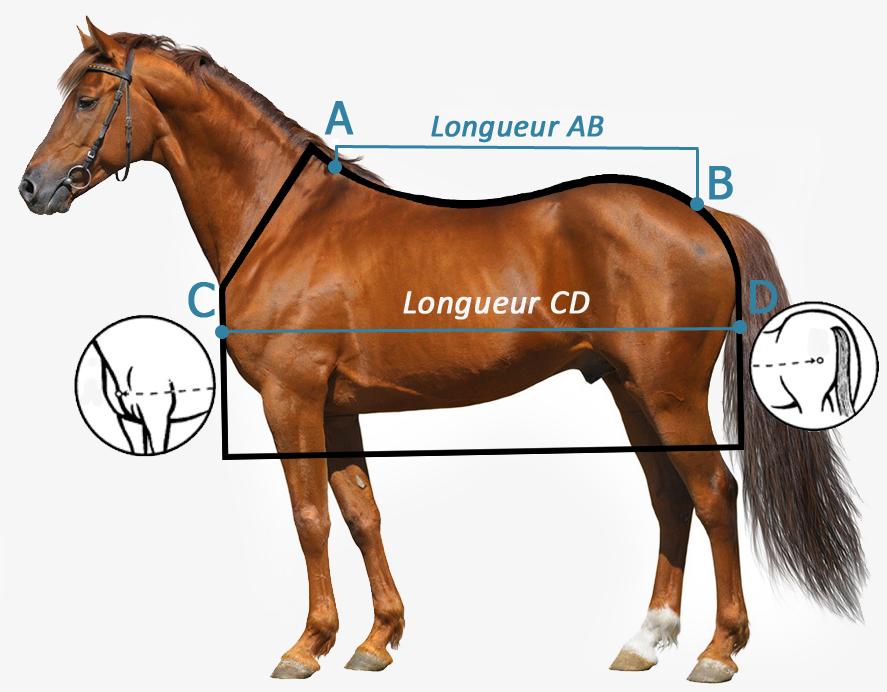 Guide des tailles - Couverture cheval