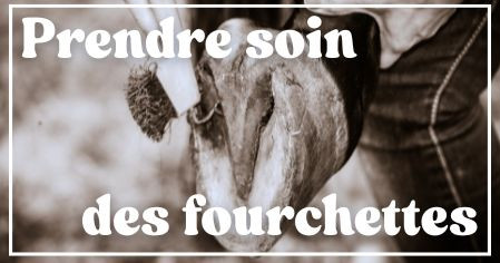 Soin des fourchettes