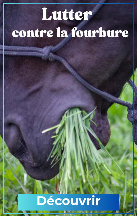 Fourbure cheval