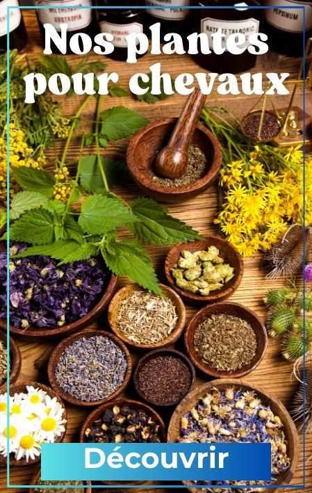 Plantes cheval