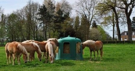 Râtelier foin chevaux