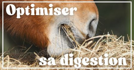 Digestion cheval