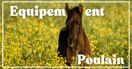 L' équipement du poulain