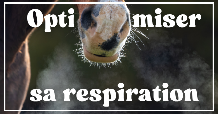 Respiration cheval