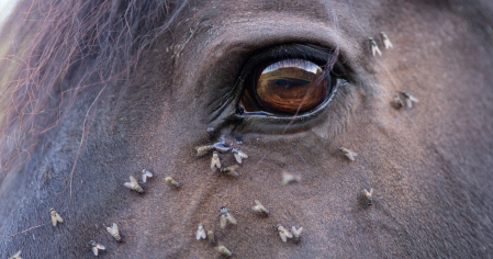 Anti-mouche cheval