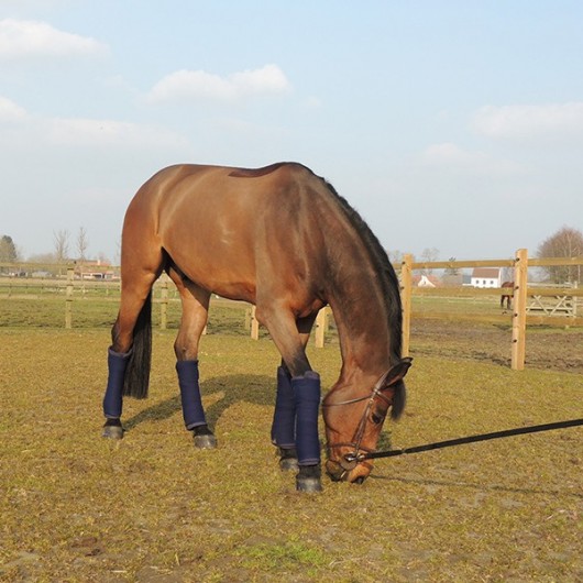 Sous-bandes cheval coton américain x 4 - Kentucky Horsewear